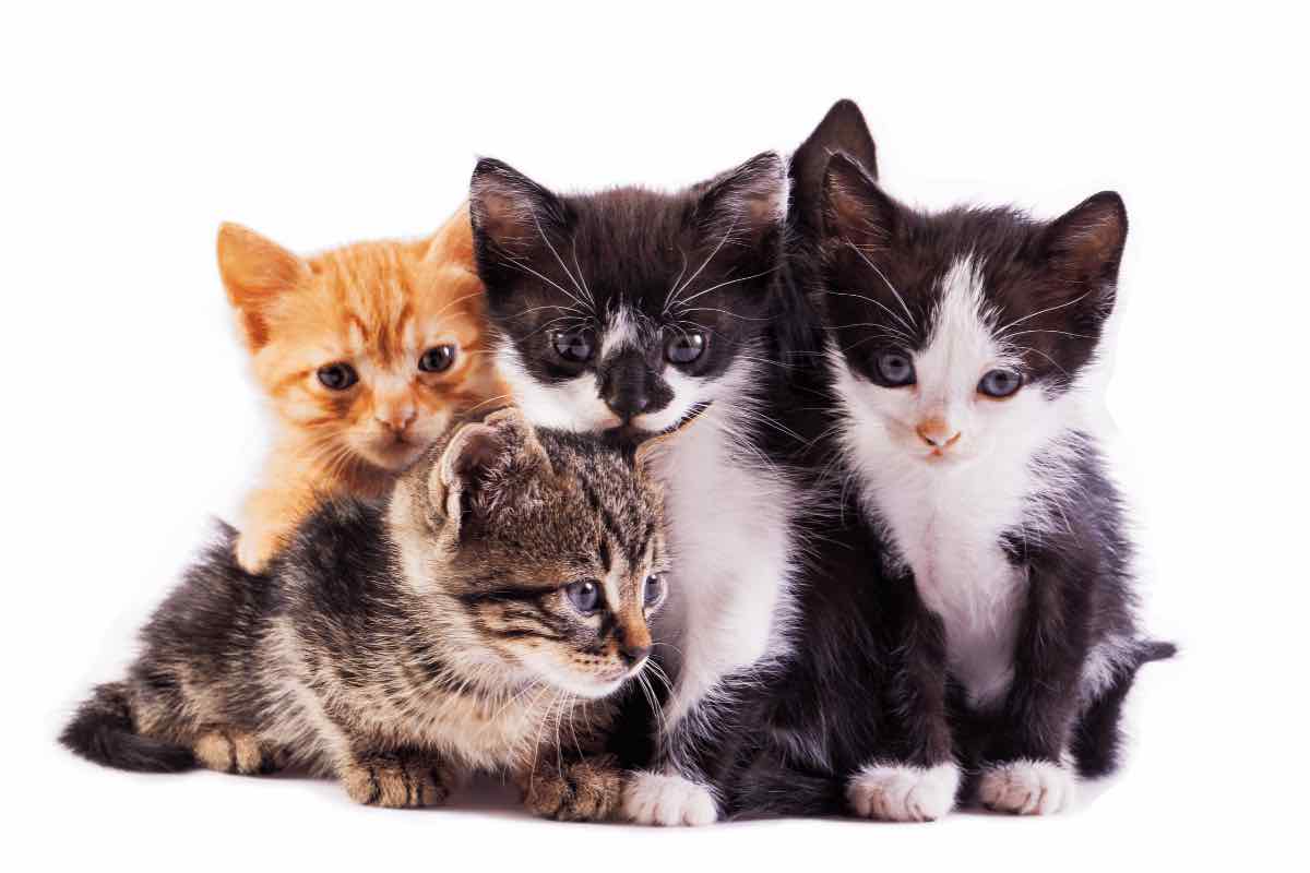 Colore del gatto e carattere, percezione dei padroni