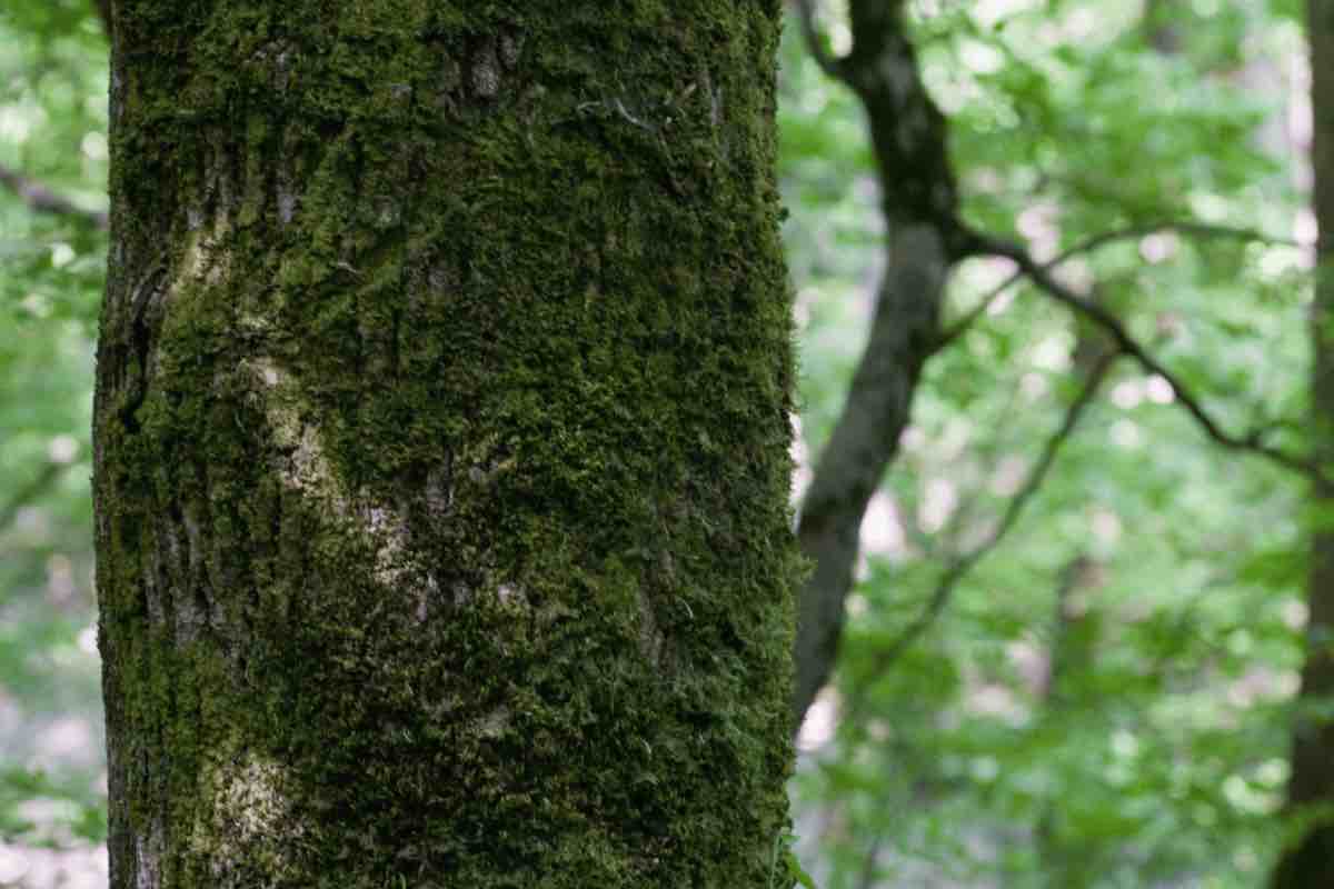 Donna sopravvissuta nella boscaglia