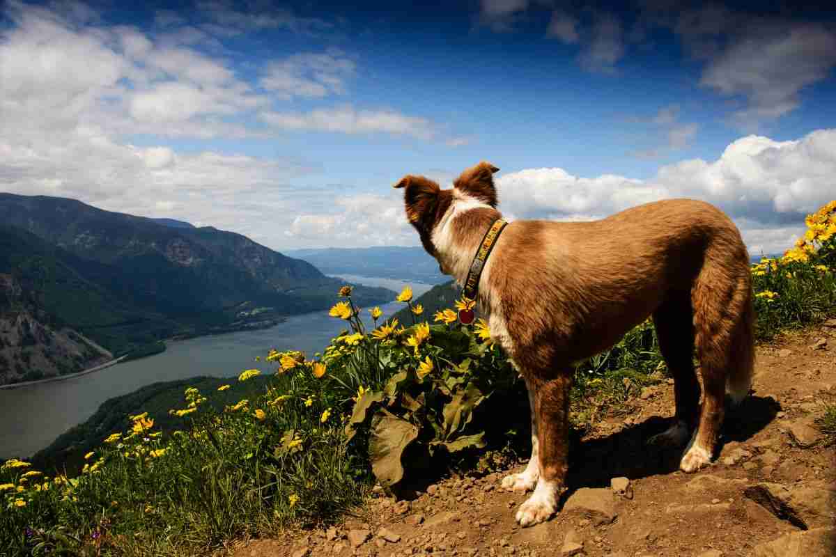 cane scala vetta montagna e rimane bloccato