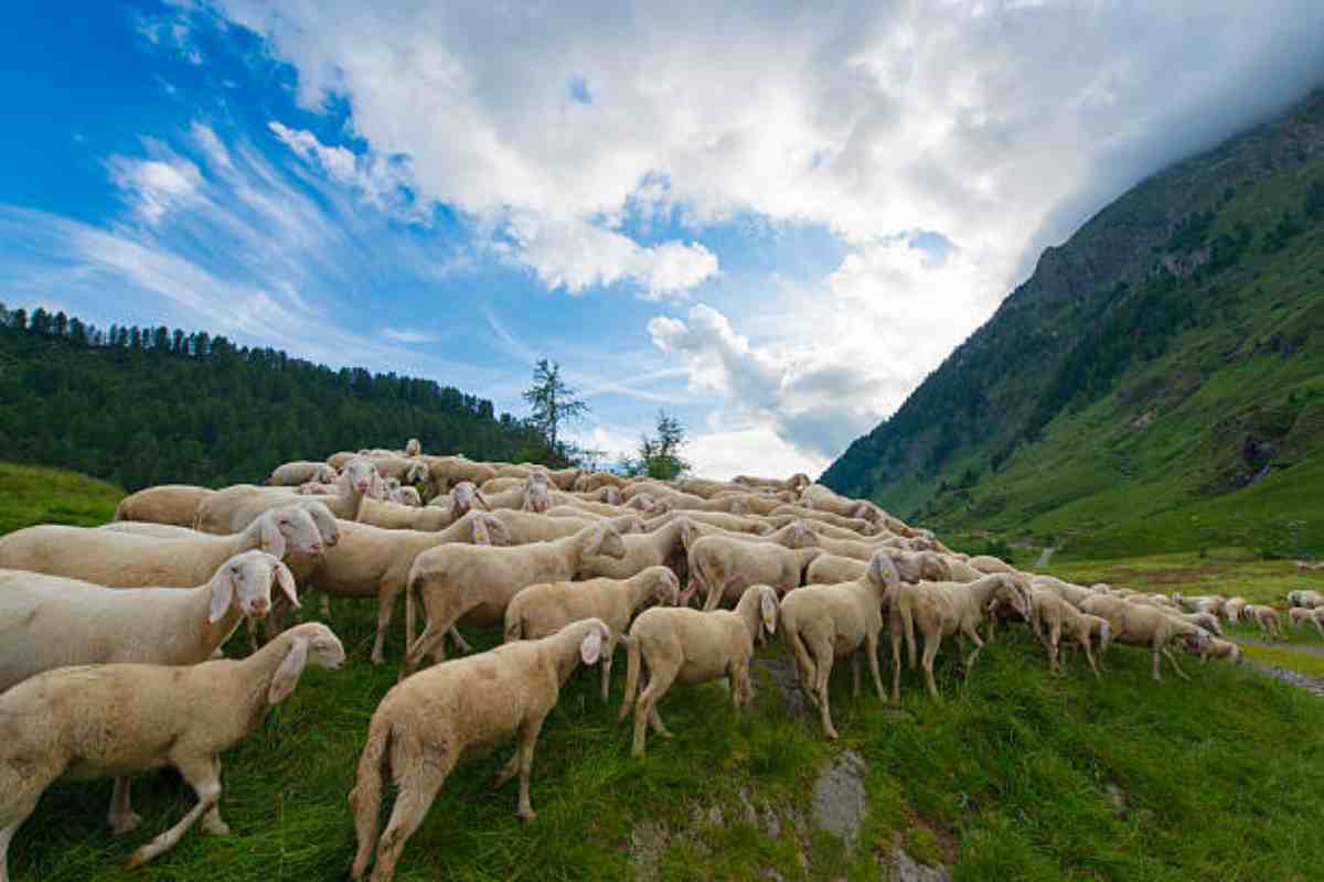 Gregge di pecore durante la transumanza
