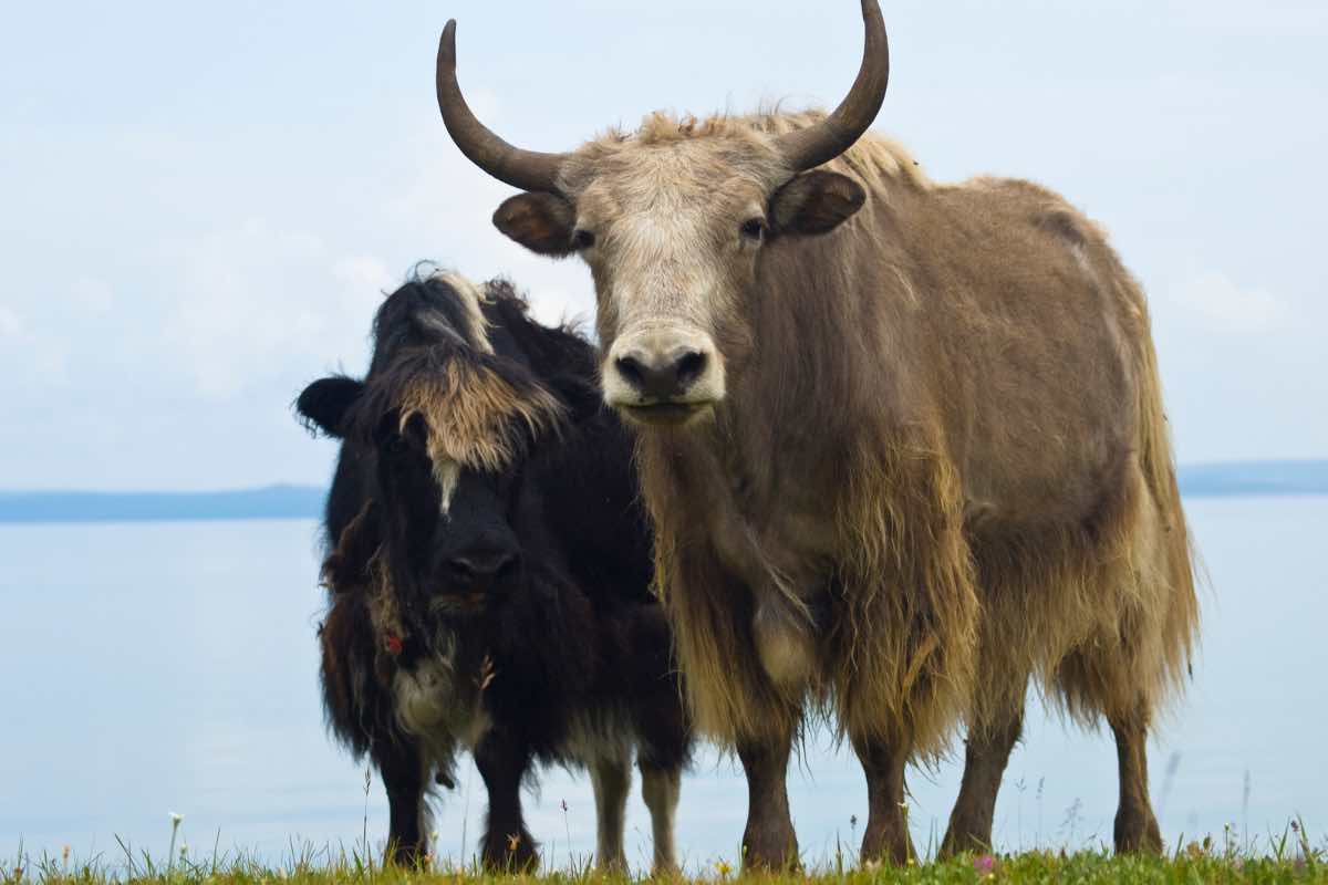 Due yak con diversi tipi di pellicce