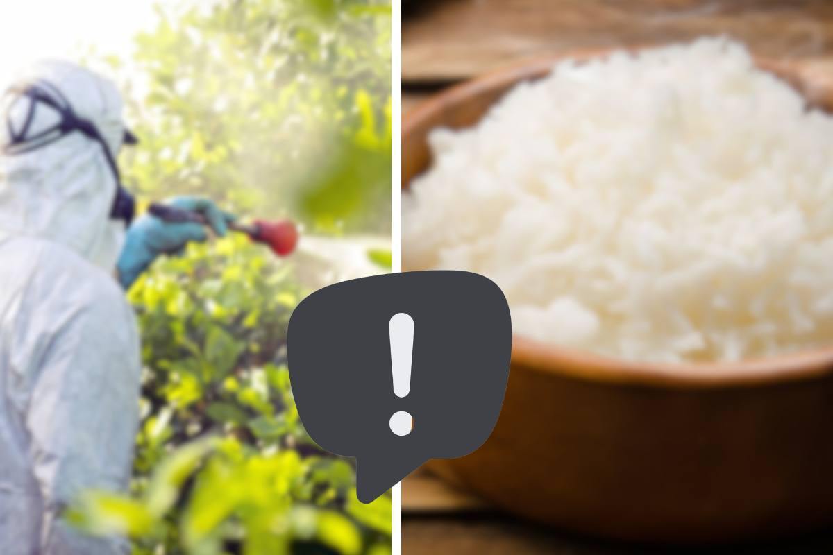 Allarme tracce di pesticidi nel riso