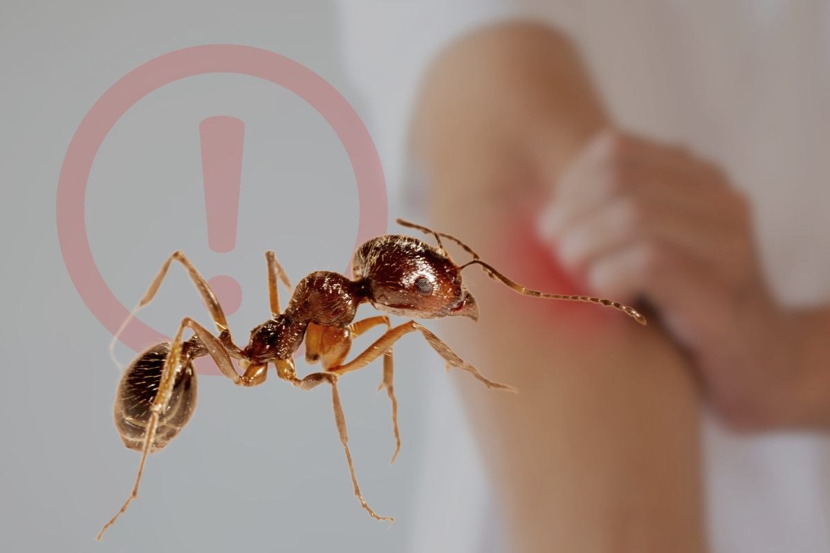 Tutti gli accorgimenti contro le formiche pericolose
