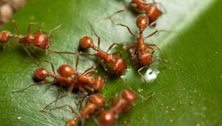 Tutti i possibili rischi legati alle punture delle formiche 