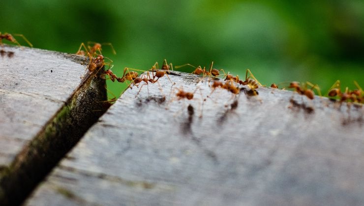 come eliminare formiche rosse