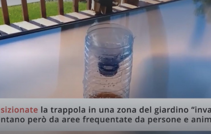 Intrappola le vespe del giardino in bottiglia