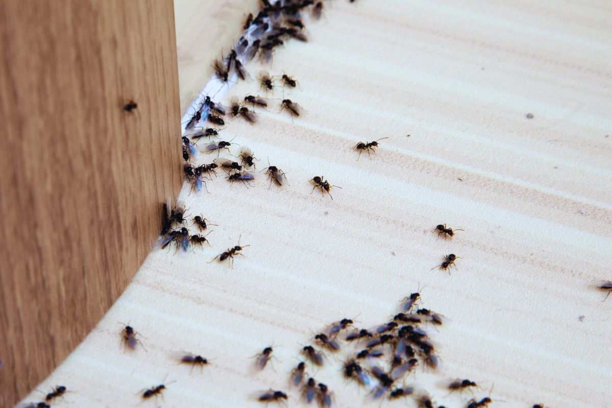 Da dove entrano le formiche