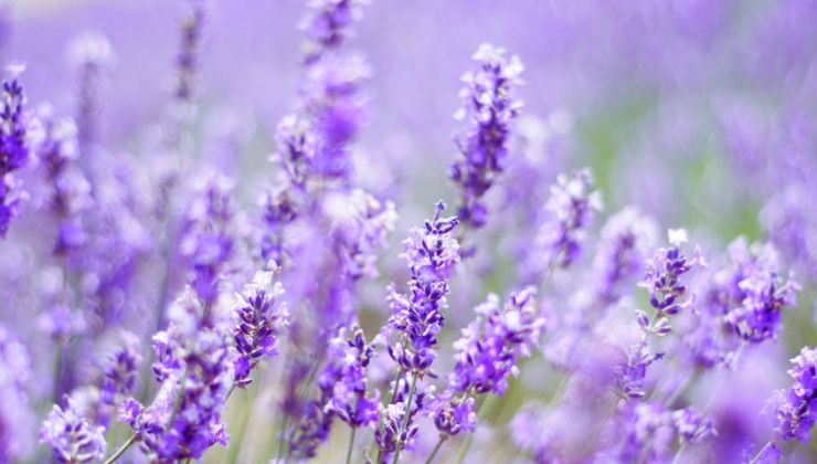 Lavanda ci aiuta con l'insonnia