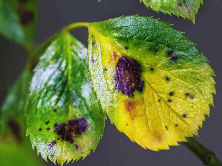 Come usare l'acqua ossigenata sulle piante