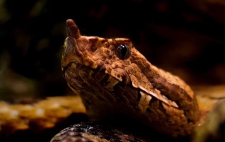 Vipera del corno specie a rischio