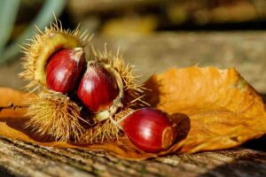 Delle castagne