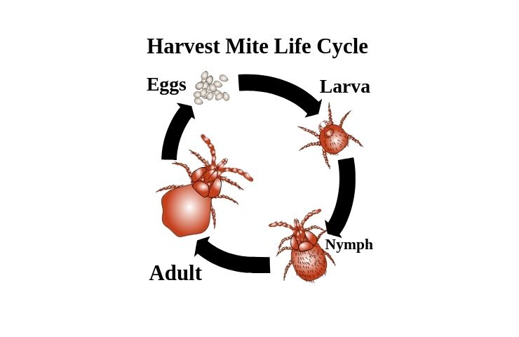 Il ciclo vitale di una trombicula