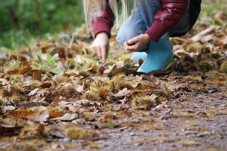 Una donna in cerca di castagne