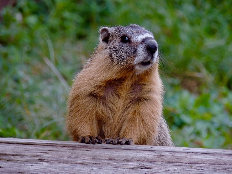 Una marmotta